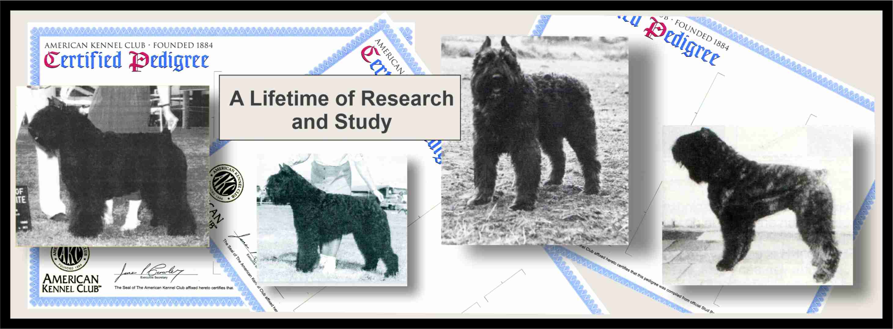 HEALTH AND THE BOUVIER DES FLANDRES